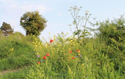 1-1K-JPEG-35-1K-JPEG