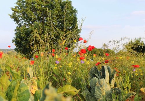 1-1K-JPEG-36-1K-JPEG