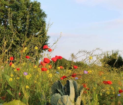 1-1K-JPEG-37-1K-JPEG