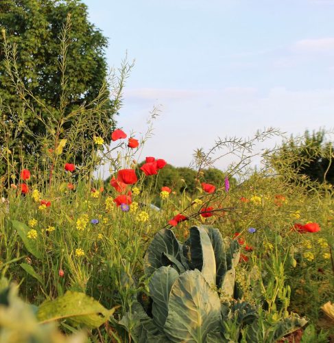 1-1K-JPEG-55-1K-JPEG