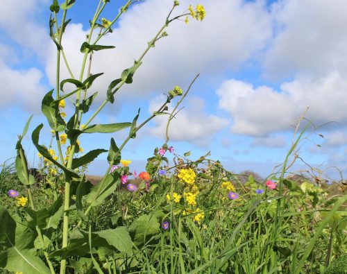 1-1K-JPEG-70-1K-JPEG (1) (1)