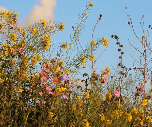 1-1K-JPEG-72-1K-JPEG (1)