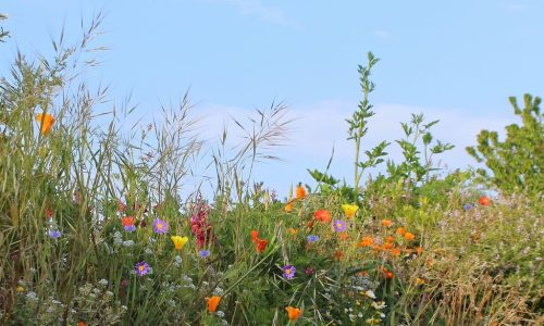 1-1K-JPEG-74-1K-JPEG (1)