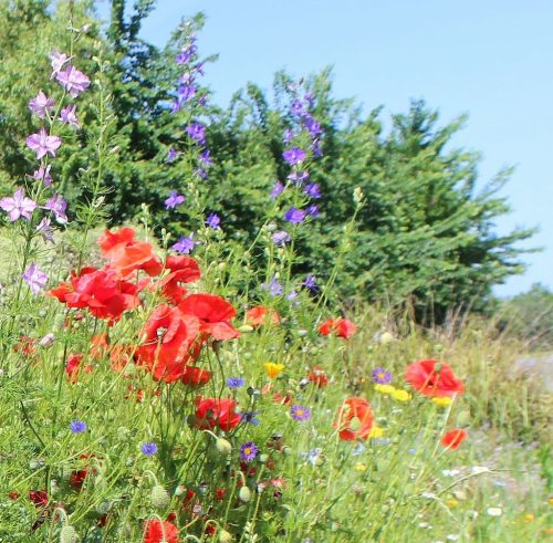 1-1K-JPEG-76-1K-JPEG (1)