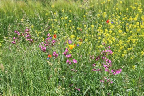 1-1K-JPEG-90-1K-JPEG