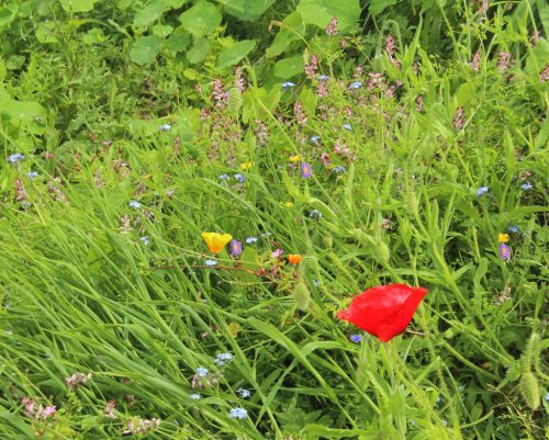 1-1K-JPEG-96-1K-JPEG